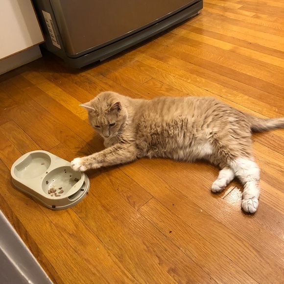 Meet your Posher, Jessica - Picture 1 of 1